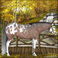 Horse Color:Bay Roan Splash Appaloosa 