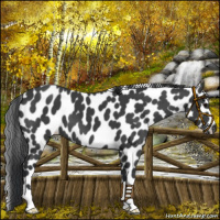 Horse Color:Black Appaloosa 