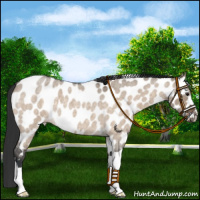 Horse Color:Brown Roan Dun Appaloosa