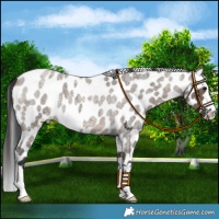 Horse Color:Brown Roan Dun Leopard 