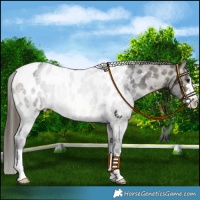 Horse Color:Buckskin Roan Near Leopard 