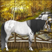 Horse Color:Grullo Roan Blanket 
