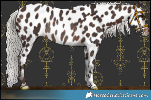 Horse Color:Silver Brown Appaloosa Rabicano 