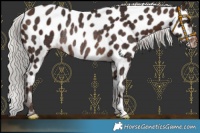 Horse Color:Silver Brown Near Leopard Rabicano 