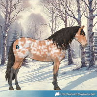 Horse Color:Bay Ice 