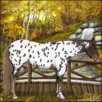 Horse Color:Liver Chestnut Near Leopard 