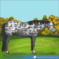 Horse Color:Black Ice 