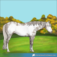 Horse Color:Silver Grullo Ice Frame 