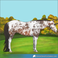 Horse Color:Bay Ice Tobiano 