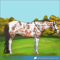 Horse Color:Bay Ice Tobiano 