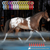 Horse Color:Brown Tobiano Blanket