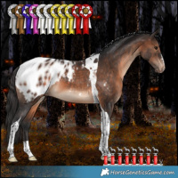 Horse Color:Brown Tobiano Appaloosa