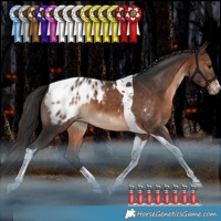 Horse Color:Brown Tobiano Appaloosa 