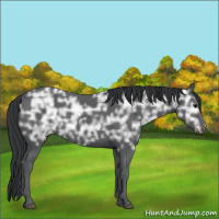 Horse Color:Black Ice 