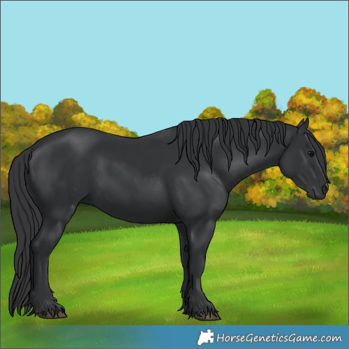 Horse Color:Black 