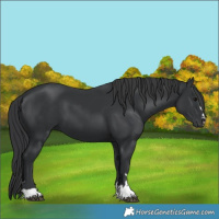 Horse Color:Black 