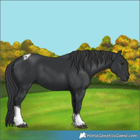 Horse Color:Black Tobiano 