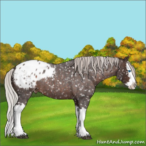 Horse Color:Silver Brown Roan Splash Appaloosa 