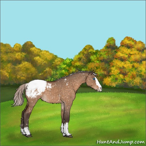 Horse Color:Silver Brown Dun Sabino Splash Appaloosa 
