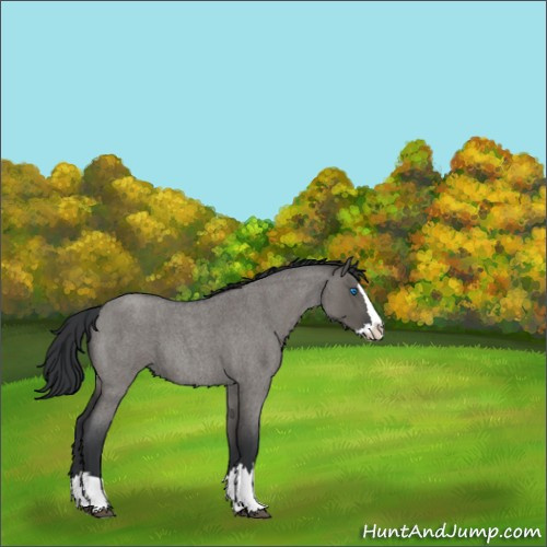 Horse Color:Grullo Roan Splash 