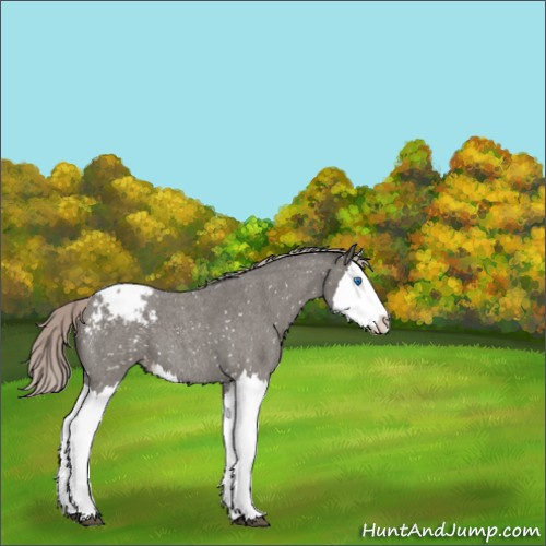 Horse Color:Silver Blue Roan Splash Appaloosa 
