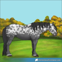 Horse Color:Black Ice 