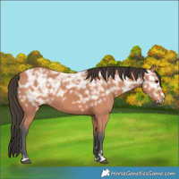 Horse Color:Bay Ice 
