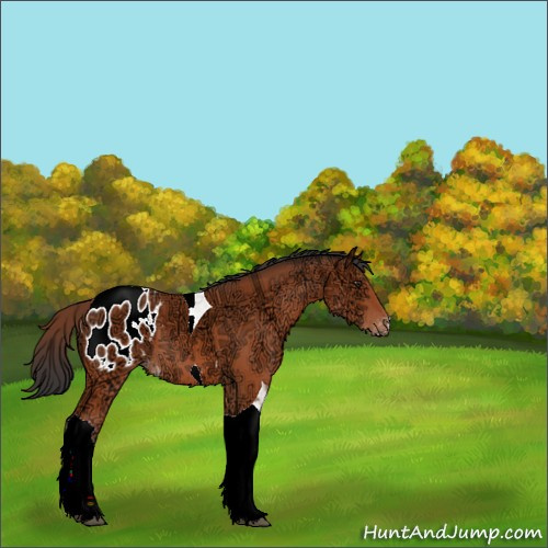 Horse Color:Brown Ice Tobiano Appaloosa 