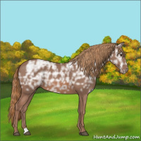 Horse Color:Chestnut Ice
