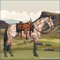 Horse Color:Bay Ice 