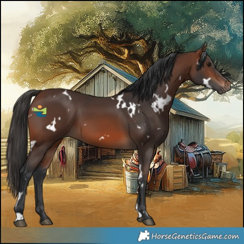 Horse Color:White Spotted Brown 