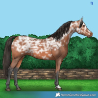 Horse Color:Bay Ice 