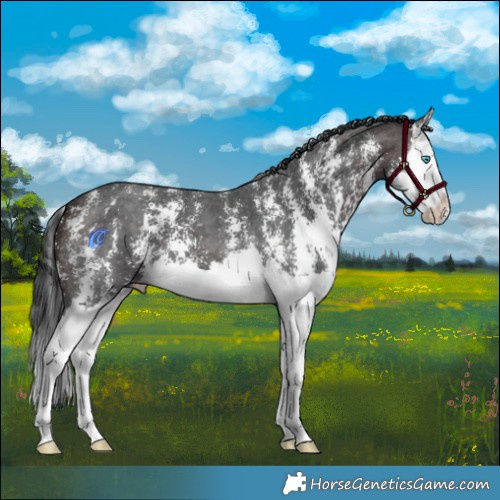 Horse Color:Brown Sabino Splash 
