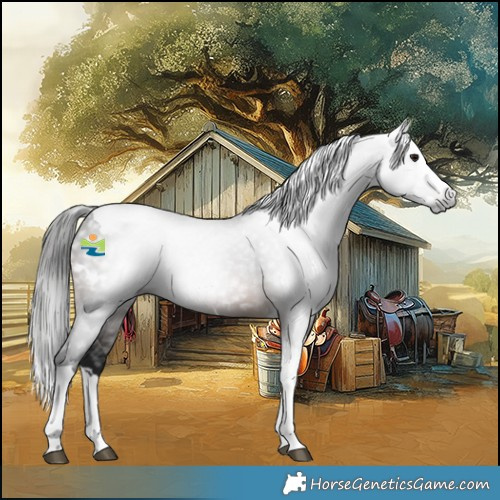 Horse Color:Gray White Spotted Brown Splash Tobiano 