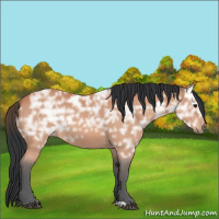 Horse Color:Bay Ice