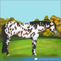 Horse Color:Brown Appaloosa