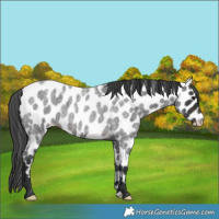 Horse Color:Brown Roan Leopard