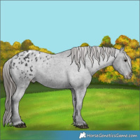 Horse Color:Black Appaloosa Rabicano 