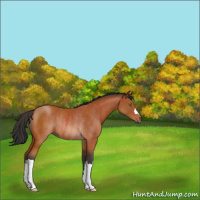 Horse Color:Brown Rabicano 