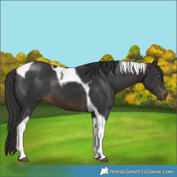Horse Color:Brown Tobiano 