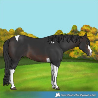 Horse Color:Brown Tobiano
