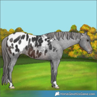 Horse Color:Brown Blanket 