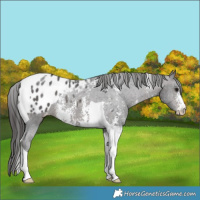 Horse Color:Brown Sabino Tobiano Appaloosa 