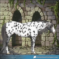 Horse Color:Brown Near Leopard