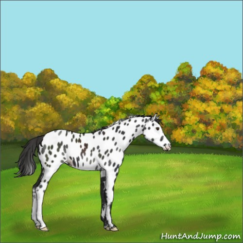 Horse Color:Liver Chestnut Appaloosa