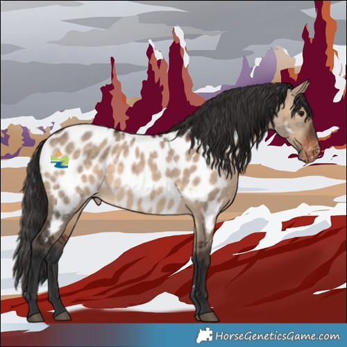 Horse Color:Brown Dun Appaloosa 