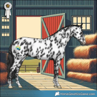 Horse Color:Black Appaloosa 