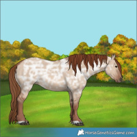 Horse Color:Red Dun Ice 