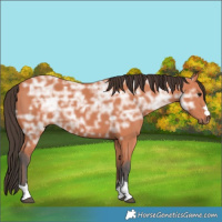 Horse Color:Bay Ice 