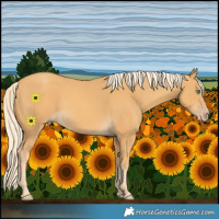 Horse Color:Gold Cream Champagne 